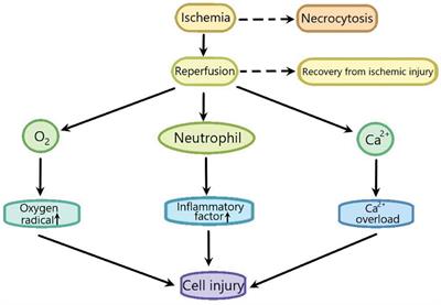 The Role of the Signaling Pathways Involved in the Protective Effect of Exogenous Hydrogen Sulfide on Myocardial Ischemia-Reperfusion Injury